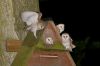 Live Owls Birds,Cassowary birds,Parrots birds available