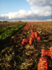 Carrots By Wholesale - For Export