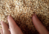 Wheat, 3 Grade