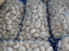 normal white fresh garlic