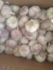 normal white fresh garlic