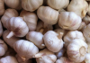 normal white fresh garlic