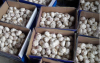 normal white fresh garlic