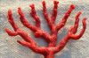 Red coral