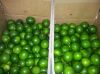 FRESH SEEDLESS LIME FROM VIETNAM