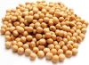 Soy Beans