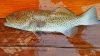 Grouper 