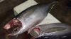 Fresh Frozen Tuna