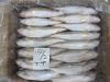 FROZEN TIGER TOOTH CRO...