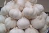 Garlic | A Grade Garlic