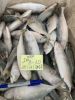 Frozen indian mackerel (Stock available)