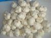 garlic,Fresh Garlic,wh...