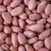 CHINESE GROUNDNUT PEANUT