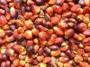 Palm Kernel