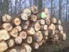 European oak logs