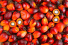 Palm Nuts, Palm Fruit