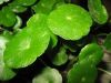 Gotu Kola Extract