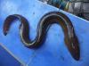 Shortfin Anguilla bicolor eels