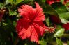 Hibiscus Flower