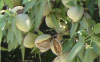 Almonds by Les Fruit d...