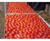 Canned Tomato Paste Sachet Tomato Paste  Tomato Sauce Tomato Puree Tomato Ketchup