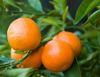 Kinnow Mandarin Oranges from Pakistan