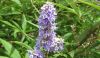 Chaste Tree Berries (Vitex Agnus-castus)