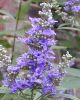 Chaste Tree Berries (Vitex Agnus-castus)