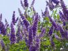 Chaste Tree Berries (Vitex Agnus-castus)