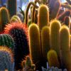 Cactus Flowers