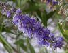 Chaste Tree Berries (Vitex Agnus-castus)