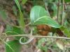 Uncaria tomentosa - Ca...