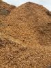 Pine wood chips