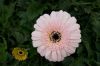 Carnations, Gerbera, L...