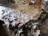wet Animal hides