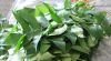 Curry Leaves