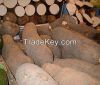 White Yam (Dioscorea r...