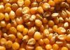 Maize, White Corn, Fod...