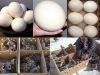 Fertile Ostrich eggs/O...