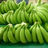 Fresh Green Cavendish Banana supplier