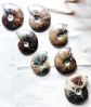 AMMONITES polished wit...