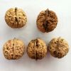 Walnuts in shell and w...
