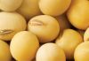 soybean