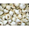 Wholesale Fresh White Garlic