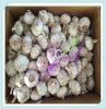 Wholesale Fresh White Garlic