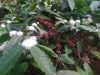 Coffee beans robusta a...