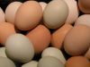 Broiler Fertile eggs/R...