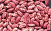  SPARKLED KIDNEY BEANS / WHITE KIDNEY BEANS / RED KIDNEY BEANS 