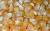 Yellow Corn & White Corn For Sale 