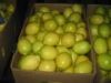 Fresh citrus fruits /Pongkam/ Lokam/Chinese oranges/Mandarin oranges/Kinnow